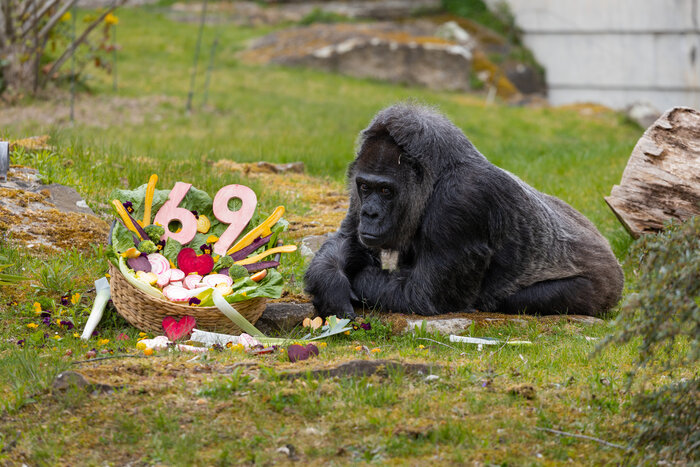 [Translate to English:] Gorilla Fatou im Zoo Berlin